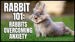 Rabbit 101: Rabbits Overcoming Anxiety (Part 1)