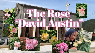 The different Kinds of Rose -David Austin