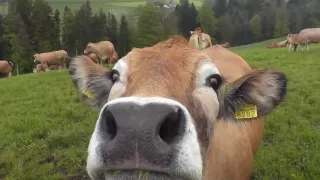 Glückliche Kühe, Happy Cows, Vache heureux