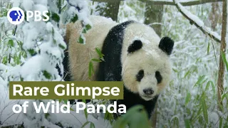 Rare Glimpse of Wild Panda In Heat