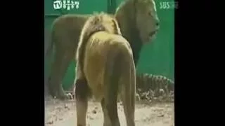 Asiatic Lion vs Siberian tiger ASITIAC LION DESTROYS PUSSY COWARD SIBERIAN TIGERS