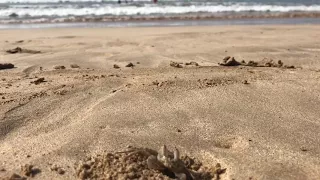 Маленький крабик прячется в песке от отдыхающих на пляже