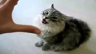 Very Angry Cats Compilation SPECIAL