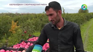 Урожай гранатов начали собирать в Азербайджане
