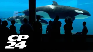 Report shows 14 whales and a dolphin died at Marineland since 2019