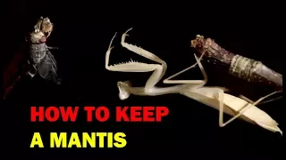 How to keep a mantis (Weird and Wonderful Pets Episode 2 of 15)