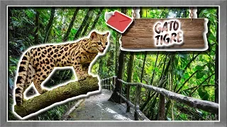 Margay |The little leopard of Latin America| (Animals of the World) | Request |