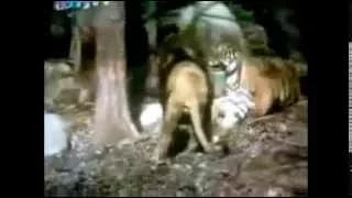 Male Siberian Tiger Flees from Asiatic Lion