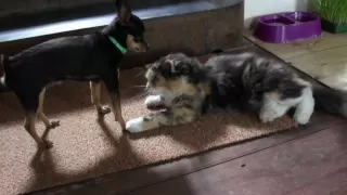 "Любовь" между кошкой и собакой / "Love" between a cat and a dog