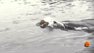 Нападение крокодила на льва|crocodile attacked the lion