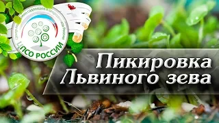 Как пикировать рассаду львиного зева правильно. Пикировка львиный зев.