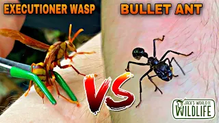 WHICH STING IS WORSE? BULLET ANT VS EXECUTIONER WASP!
