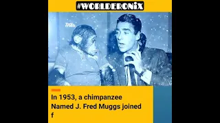 Wow! Chimpanzee as Co Host at NBC / J. Fred Muggs / Dave Garroway / Worlderonix / #shorts