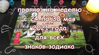 Таро прогноз на неделю с 24 по 30 мая 2021 года. Карты Таро Магических Собак.