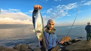 דיג פלמידה וטונית | Spanish mackerel & Little tunny