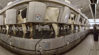 MSC Dairy Milking Parlor 360