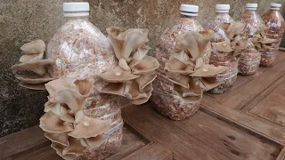 The process of growing abalone mushrooms at home for multiple harvests