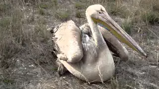 Спасенный розовый пеликан