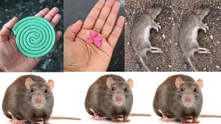 JUST 2 EASY TIPS FOR RAT ||  Kill rats with 2 Magic Way || TWO EASY TIPS || Get Rid of Mouse & Rats