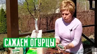 Рассада огурцов 🥒 Секреты правильной посадки / Садовый гид