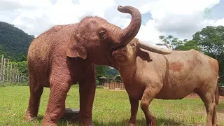 Adorable Friendship Between Baby Elephant Wan Mai And Water Buffalo - ElephantNews