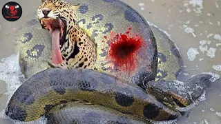 What Happened? Unfortunate Leopard Was Strangled By A Giant Python