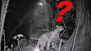 Orb? Bobcat Trail Cam Video Photobombed by Mysterious Orb!!!!  Or is it a...? New Hampshire Wildlife
