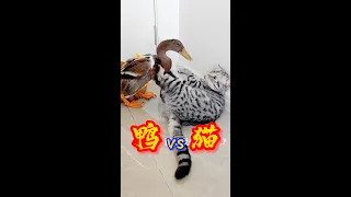 Duck Fight with Cat #MEMES #Memesdaily #shorts