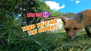 One of the foxes tried to take my GoPro! #trending #animals #cute #funny