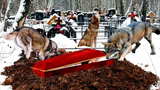 The wolves dug a fresh grave. Having opened the coffin, people were horrified!