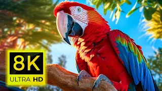 8K Birds World - Amazon Rainforest Birds  in the Deep Jungle  8K ULTRA HD ( 60 FPS )