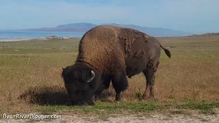 Bison feeding on grass very close to the road.