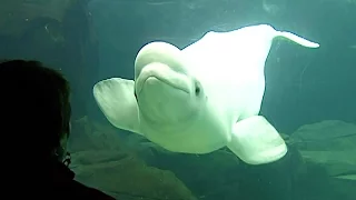 Beloved beluga whale Qila dies at the Vancouver Aquarium