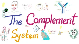 The Complement System | The most COMPREHENSIVE Explanation