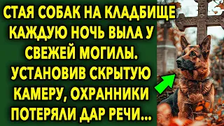 Стая Собак Каждую Ночь Выла У Памятника. Установив Камеру, Потеряли Дар Речи…