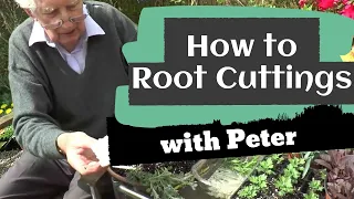 How to Root Cuttings | Garden Ideas | Peter Seabrook