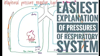 Mechanics of breathing: (part 2 pressure changes)