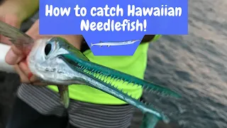 How to Catch Hawaiian Needlefish!
