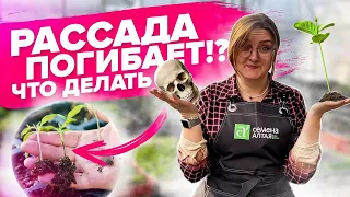 КАК ЛЕЧИТЬ РАССАДУ?! Что не хватает растениям?! Оэдема, вытянутая рассада и другие проблемы