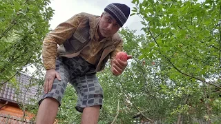 Колхозанов батрачит на фруктовой плантации (личное мнение)
