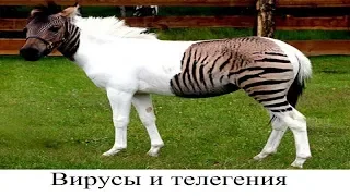 Вирусы и телегония