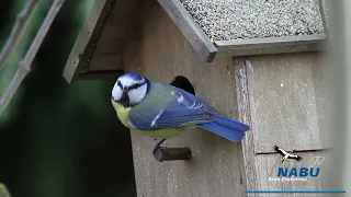 NABU Euskirchen TV   "Stunde der Gartenvögel"