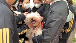 What happens if a Big Dog Appears During School Class?