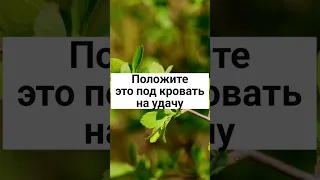 Положите это под кровать на удачу#shorts