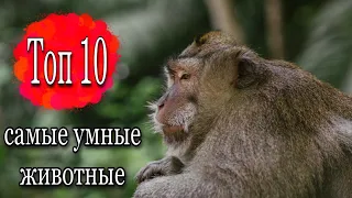 10 ПОРАЗИТЕЛЬНЫХ УМСТВЕННЫХ СПОСОБНОСТЕЙ ЖИВОТНЫХ! САМЫЕ УМНЫЕ ЖИВОТНЫЕ В МИРЕ