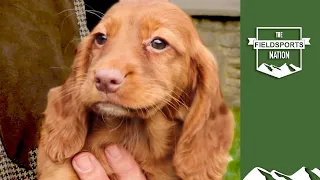 How to choose a working cocker spaniel puppy