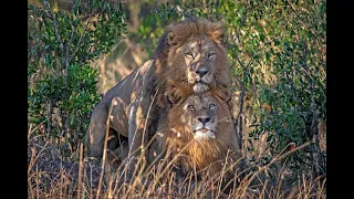 Male Lions Having A Good Time