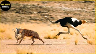 That Hyena Attacks An Ostrich! What Happens Next In Wildlife?