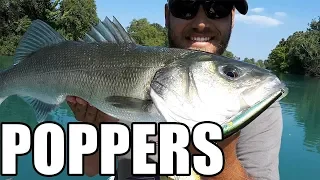 Seabass on Poppers! Rivers of Greece #seabass #minnkota