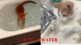 *FUN AND SMART CATS ON WATER COMPILATION " | FUNNY CATS VIDEO*